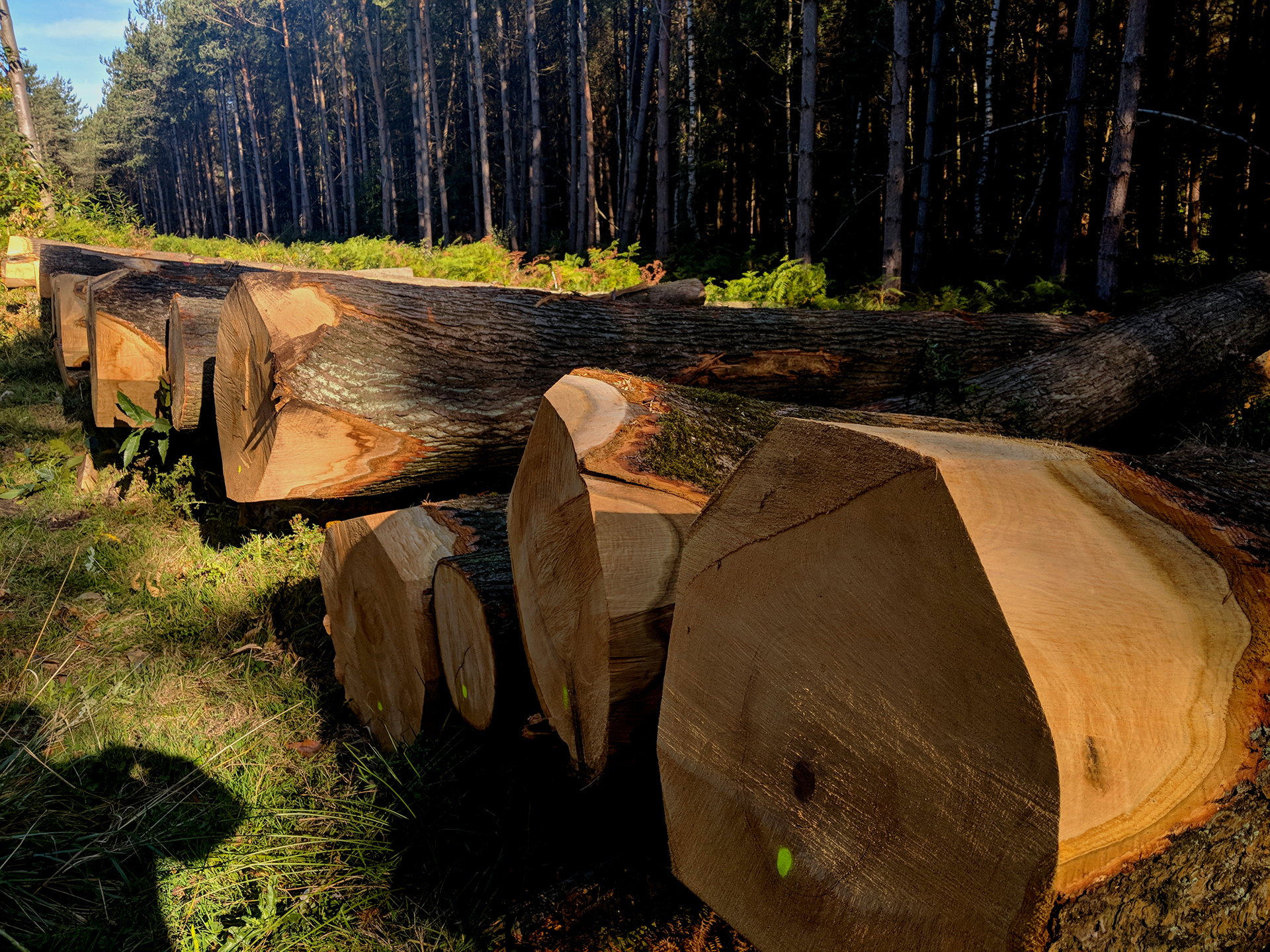 group of tree logs